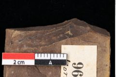 Foto (Detailansicht) von Sphaerococcites parschlugianus Ettingshausen (NHMW-GEO-2024-0188-0096)